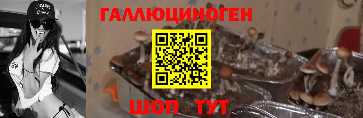 Псилоцибиновые грибы мицелий Лосино-Петровский